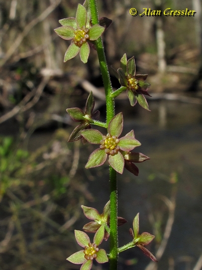 {Xanthorhiza simplicissima}